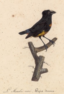 Белолобый манакин (лист из альбома литографий "Галерея птиц... королевского сада", изданного в Париже в 1822 году)