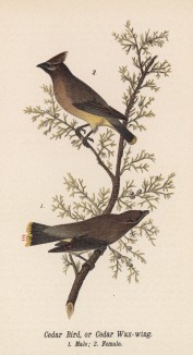 Свиристель кедровый (Ampelis cedrorum) (лист 39 известной работы Бенджамина Уоррена "Птицы Пенсильвании", иллюстрированной по мотивам оригиналов Джона Одюбона. США. 1890 год)