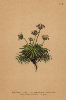Проломник мясистый пурпурно-красный (Androsace carnea (лат.)) (из Atlas der Alpenflora. Дрезден. 1897 год. Том IV. Лист 324)