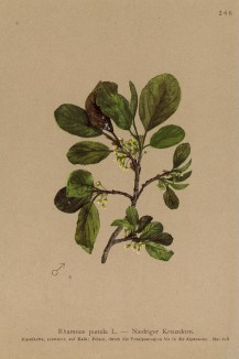 Крушина низкорослая (Rhamnus pumila (лат.)) (из Atlas der Alpenflora. Дрезден. 1897 год. Том III. Лист 266)