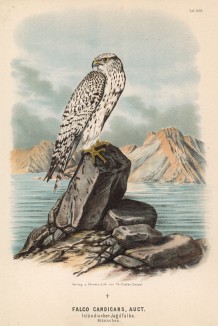 Великолепный кречет Falco candicans (лат.), обитающий в Исландии, в 1/3 натуральной величины (одна из самых ценных ловчих птиц) (лист XVII красивой работы Оскара фон Ризенталя "Хищные птицы Германии...", изданной в Касселе в 1894 году)