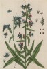 Синяк обыкновенный (Echium vulgaris (лат.)) из семейства бурачниковые (лист 299 "Гербария" Элизабет Блеквелл, изданного в Нюрнберге в 1757 году)