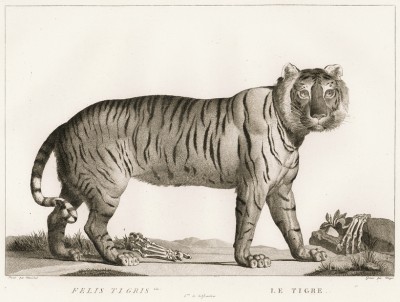 Лё тигр с грустными глазами (лист из La ménagerie du muséum national d'histoire naturelle ou description et histoire des animaux... -- знаменитой в эпоху Наполеона работы по натуральной истории)