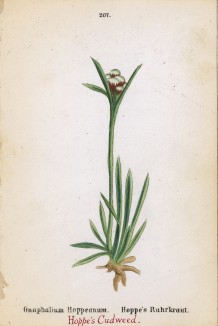 Сушеница Хоппе (Gnaphalium Hoppeanum (лат.)) (лист 207 известной работы Йозефа Карла Вебера "Растения Альп", изданной в Мюнхене в 1872 году)