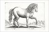 Копия «Просто лошадь (i cavallo (ит.)) (лист из альбома Nova raccolta de li animali piu curiosi del mondo disegnati et intagliati da Antonio Tempesta... Рим. 1651 год)»