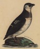 Малая чёрно-белая гагарка (лист из альбома литографий "Галерея птиц... королевского сада", изданного в Париже в 1825 году)