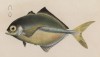 Хемикарангс двухцветный, или двухцветный джек (Hemicaranx marginatus (лат.)) из семейства Carangidae (лист XVIII великолепной работы Memoire sur les poissons de la côte de Guinée, изданной в Голландии в 1863 году)