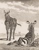 Две зебры (лист II иллюстраций к пятому тому знаменитой "Естественной истории" графа де Бюффона, изданному в Париже в 1755 году)