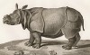 Великолепный носорог (лист из La ménagerie du muséum national d'histoire naturelle ou description et histoire des animaux... -- знаменитой в эпоху Наполеона работы по натуральной истории)