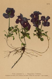 Фиалка шпорцевая (Viola calcarata (лат.)) (из Atlas der Alpenflora. Дрезден. 1897 год. Том III. Лист 272)