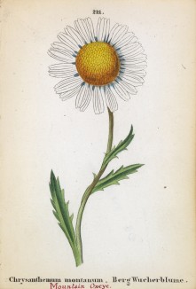Хризантема горная (Chrysanthemum montanum (лат.)) (лист 221 известной работы Йозефа Карла Вебера "Растения Альп", изданной в Мюнхене в 1872 году)
