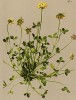 Клевер бледный (Trifolium pallescens (лат.)) (из Atlas der Alpenflora. Дрезден. 1897 год. Том III. Лист 239)