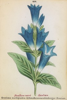 Горечавка ластовневая (Gentiana asclepiadea (лат.)) (лист 282 известной работы Йозефа Карла Вебера "Растения Альп", изданной в Мюнхене в 1872 году)