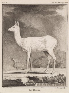 Лань-девочка под дождём середины XVIII века (лист XXXII иллюстраций ко второму тому знаменитой "Естественной истории" графа де Бюффона, изданному в Париже в 1749 году)