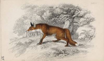Просто лисица (Vulpes vulgaris (лат.)) (лист 16 тома VII "Библиотеки натуралиста" Вильяма Жардина, изданного в Эдинбурге в 1838 году)