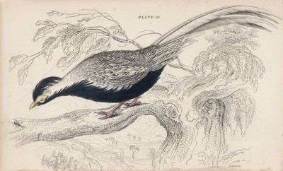 Серебристый фазан (Phasianus nycthemerus (лат.)) (лист 18 тома XX "Библиотеки натуралиста" Вильяма Жардина, изданного в Эдинбурге в 1834 году)