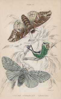 Гарпия большая (1. Puss Moth 2. Caterpillar of Do. 3. Kentish Glory (англ.)) (лист 16 тома XL "Библиотеки натуралиста" Вильяма Жардина, изданного в Эдинбурге в 1843 году)