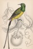Нектарница длиннохвостая (Nectarinia Platura (лат.)) (лист 19 тома XVI "Библиотеки натуралиста" Вильяма Жардина, изданного в Эдинбурге в 1843 году)