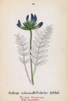 Остролодочник уральский (Oxytropis uralensis (лат.)) (лист 116 известной работы Йозефа Карла Вебера "Растения Альп", изданной в Мюнхене в 1872 году)