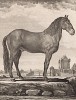 Лошадь (лист I иллюстраций к первому тому знаменитой "Естественной истории" графа де Бюффона, изданному в Париже в 1749 году)