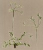 Атаманта критская (Athamantha cretensis (лат.)) (из Atlas der Alpenflora. Дрезден. 1897 год. Том III. Лист 287)
