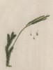 Плаун (Muscus terrestris Lycopodium (лат.)) (лист 535 "Гербария" Элизабет Блеквелл, изданного в Нюрнберге в 1760 году)