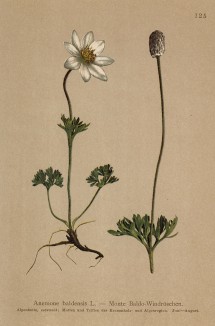 Ветреница, или анемона тирольская (Anemone baldensis (лат.)) (из Atlas der Alpenflora. Дрезден. 1897 год. Том II. Лист 125)