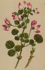 Хелижник круглолистный (Ononis rotundifolia (лат.)) (из Atlas der Alpenflora. Дрезден. 1897 год. Том III. Лист 237)