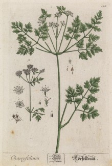 Купырь садовый, или кервель обыкновенный (лист 236 "Гербария" Элизабет Блеквелл, изданного в Нюрнберге в 1757 году)