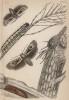 Cryptophasa irrorata (лат.) превращается из гусеницы в мотылька (лист 10 XXXVII тома "Библиотеки натуралиста" Вильяма Жардина, изданного в Эдинбурге в 1843 году)