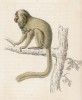 Золотистый львиный тамарин (Midas rosalia (лат.) -- один из самых редких видов обезьян (лист 28 тома II "Библиотеки натуралиста" Вильяма Жардина, изданного в Эдинбурге в 1833 году)