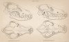Строение волчьих черепов (лист 32 тома IV "Библиотеки натуралиста" Вильяма Жардина, изданного в Эдинбурге в 1839 году)