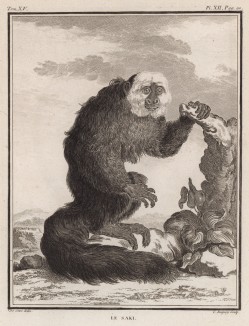 Саки, или чёртова обезьяна (лист XII иллюстраций к пятнадцатому тому знаменитой "Естественной истории" графа де Бюффона, изданному в Париже в 1767 году)