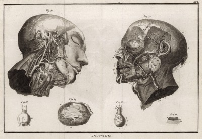 Анатомия. Артерии лица по Галлеру. (Ивердонская энциклопедия. Том I. Швейцария, 1775 год)