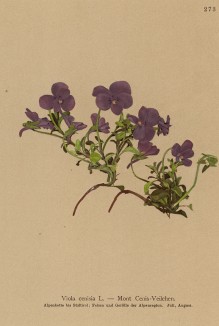 Фиалка ценизская (Viola cenisia (лат.)) (из Atlas der Alpenflora. Дрезден. 1897 год. Том III. Лист 273)
