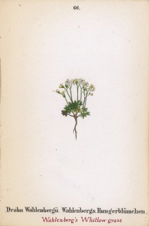 Крупка Валенберга (Draba Wahlenbergii (лат.)) (лист 66 известной работы Йозефа Карла Вебера "Растения Альп", изданной в Мюнхене в 1872 году)