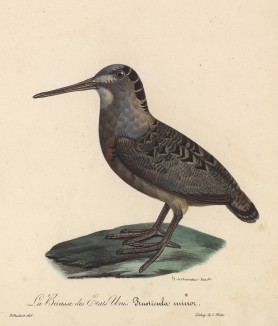 Американский вальдшнеп (лист из альбома литографий "Галерея птиц... королевского сада", изданного в Париже в 1825 году)