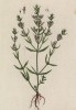 Чабер (Satureja (лат.)) — род растений семейства яснотковые (лист 419 "Гербария" Элизабет Блеквелл, изданного в Нюрнберге в 1760 году)