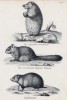 Виргинская сумчатая крыса, американская белка и хомяк (лист 35 первого тома работы профессора Шинца Naturgeschichte und Abbildungen der Menschen und Säugethiere..., вышедшей в Цюрихе в 1840 году)