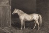 Белый арабский жеребец по кличке Маренго - любимый конь императора Наполеона I. Английская гравюра, изданная в 1824 г.