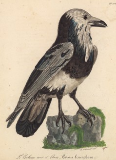 Серый ворон (Corvus leucophaeus (лат.)) (лист из альбома литографий "Галерея птиц... королевского сада", изданного в Париже в 1822 году)