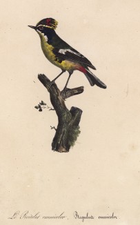 Королёк пёстрый (лист из альбома литографий "Галерея птиц... королевского сада", изданного в Париже в 1825 году)