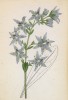 Сверция многолетняя (Swertia perennis (лат.)) (лист 272 известной работы Йозефа Карла Вебера "Растения Альп", изданной в Мюнхене в 1872 году)