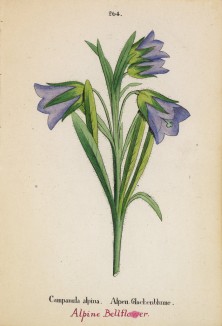 Колокольчик альпийский (Campanula alpina (лат.)) (лист 264 известной работы Йозефа Карла Вебера "Растения Альп", изданной в Мюнхене в 1872 году)