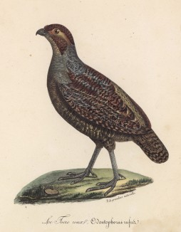 Рыжий перепел (лист из альбома литографий "Галерея птиц... королевского сада", изданного в Париже в 1825 году)