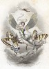 Очаровательная стрекоза, парящая в воздухе с двумя бабочками-махаонами в окружении херувимов. Иллюстрация Пьера Амеди Варена из Les Papillons: Metamorphoses terrestres des peuples de l'air , Париж, 1852.