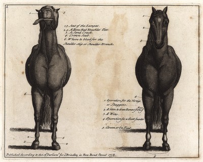 Места на теле лошади, которые необходимо регулярно осматривать на наличие поражений и заболеваний. Часть 5. Лондон, 1758