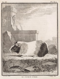 Морская свинка середины XVIII века (лист I иллюстраций к третьему тому знаменитой "Естественной истории" графа де Бюффона, изданному в Париже в 1750 году)