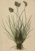 Ореохлоа двурядная (Oreochloa disticha (лат.)) (из Atlas der Alpenflora. Дрезден. 1897 год. Том I. Лист 25)