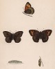 Бабочка воловий глаз, или бархатница воловье око, или бархатница волоокая, или большая крупноглазка (лат. Papilio Janira, Jurtina), её гусеница и куколка. History of British Butterflies Френсиса Морриса. Лондон, 1870, л.19